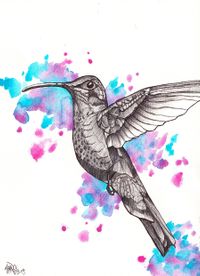 hummingbird_I