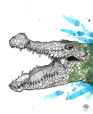 PORTFOLIO 18 crocodile