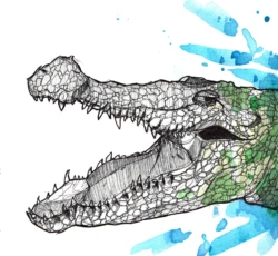 PORTFOLIO 18 crocodile
