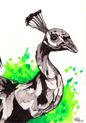 PORTFOLIO 17 peacock