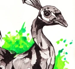 PORTFOLIO 17 peacock